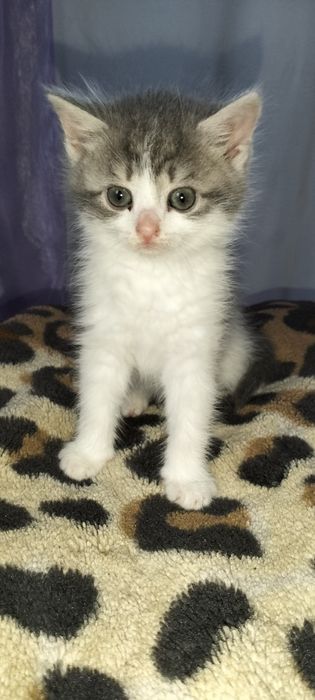 Віддам в добрі руки, хлопчик і дівчинка безкоштовно