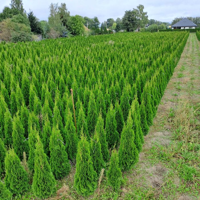 Tuja Szmaragd wys. 220 cm  Producent