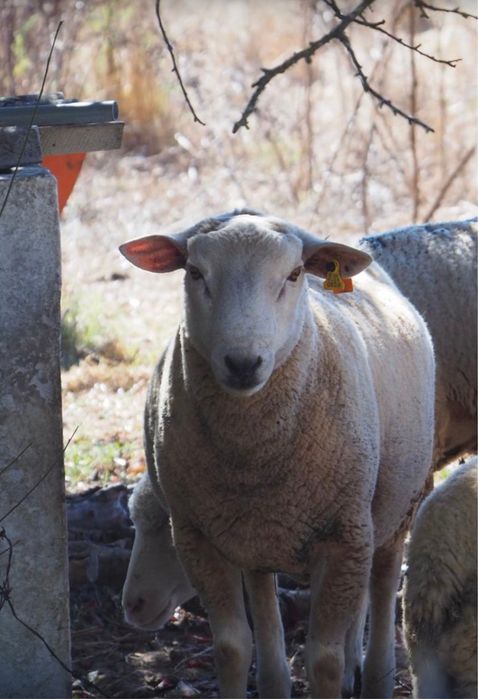 Malato cruzado de Texel