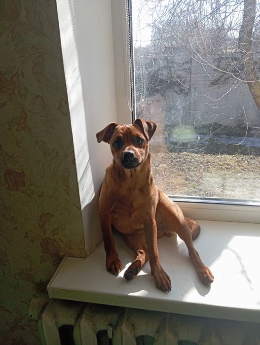 Продам щенка мама мопс папацвергпинчер