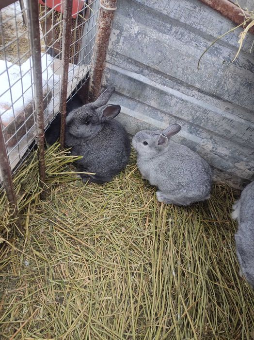 Кролики шиншила+строкач