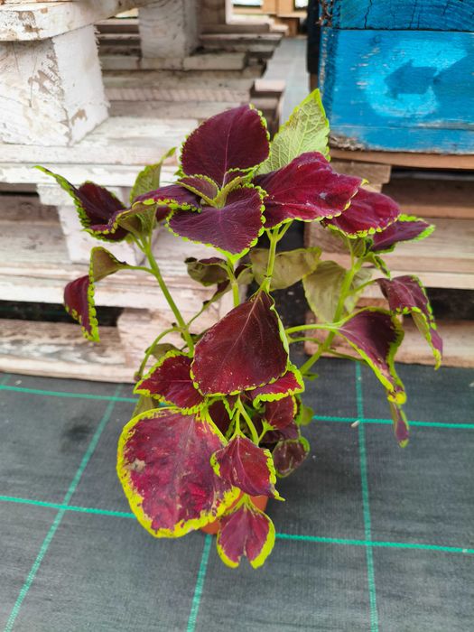 Coleos - planta em vaso