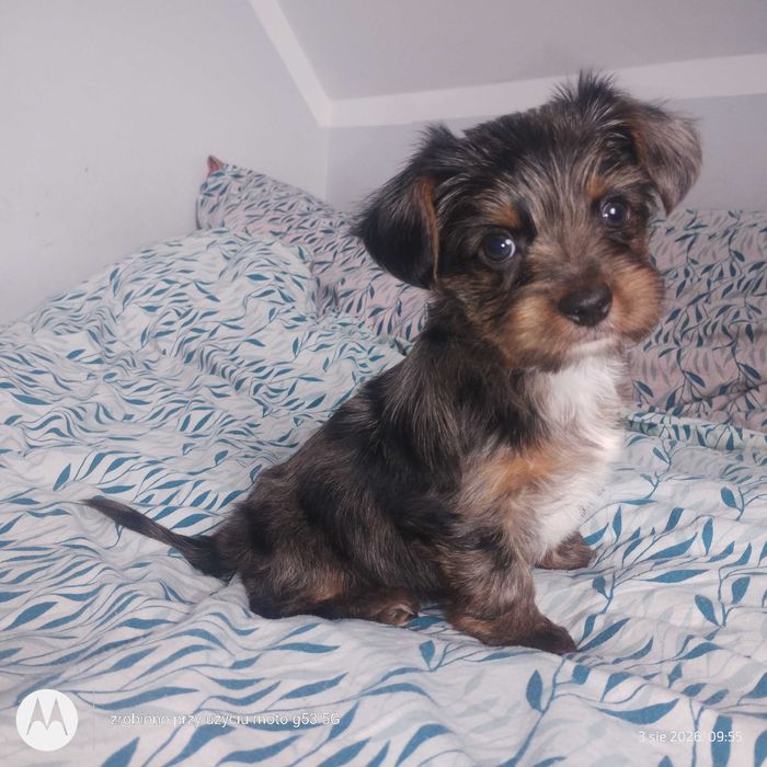 Yorkshire terrier