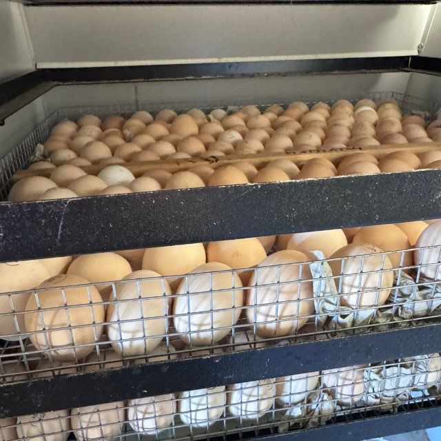 Добрві курчата Бройлер КОББ-500. Миколаїв-Власний Інкубаторій