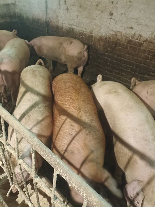 Продам свині живою вагою