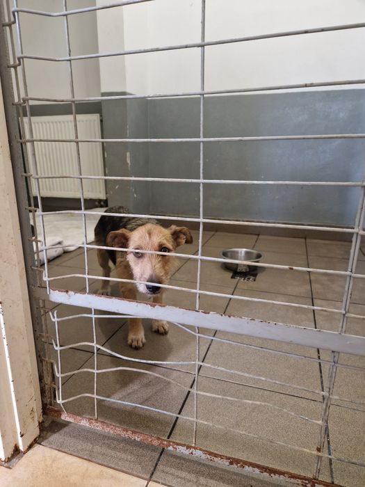 Zostań domem tymczasowym. One bardzo go potrzebują.