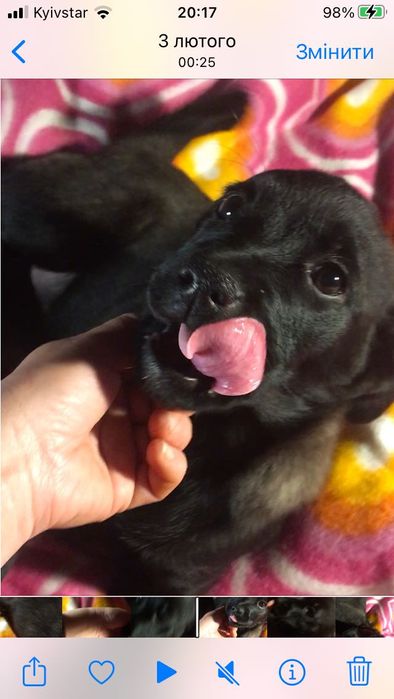 Цуценята лабрадор-лайка