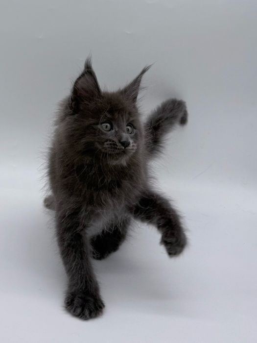 Мейн кун котенок, девочка