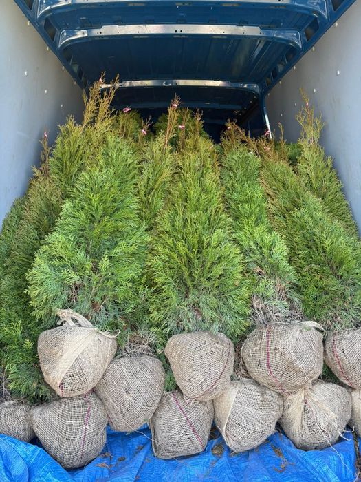 OKAZJA!!! Tuja Szmaragd