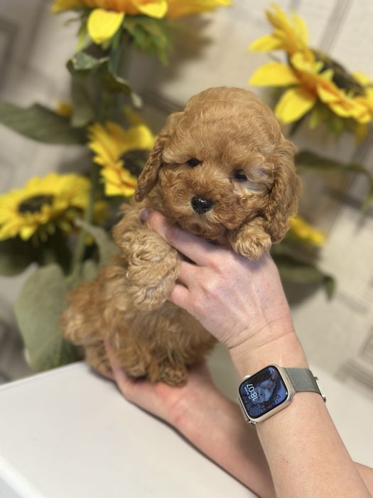 Мальтипу ф1 девочка