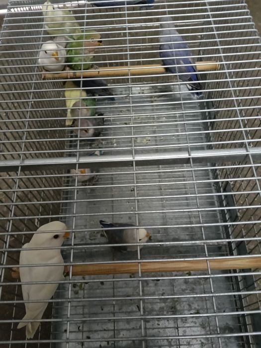 Vendo agraponis deste ano