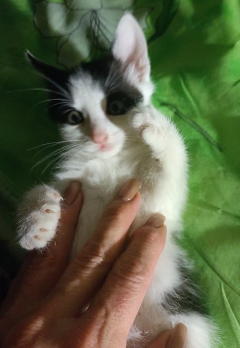 Шукає дім кошеня-дівчинка