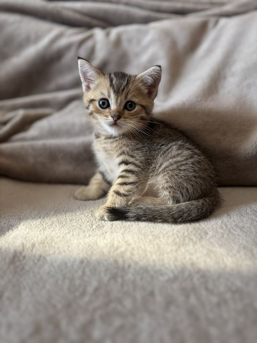 Шотландський котик
