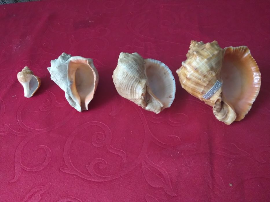 Морські ракушки.