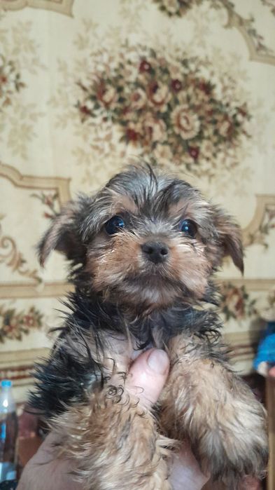 Продам йорків мініків