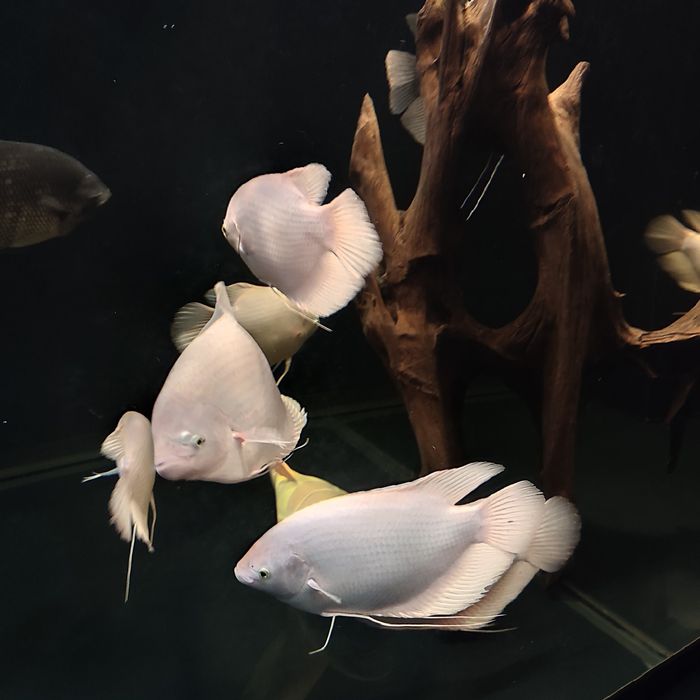 GURAMI Olbrzymie albino gold