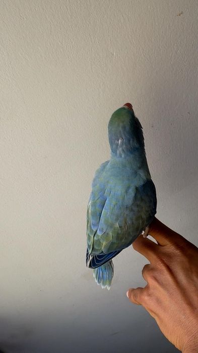 Ring Neck cobalto turquesa fêmea