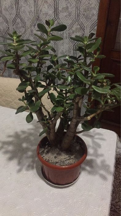 Грошове дерево Товстянка 40см висота