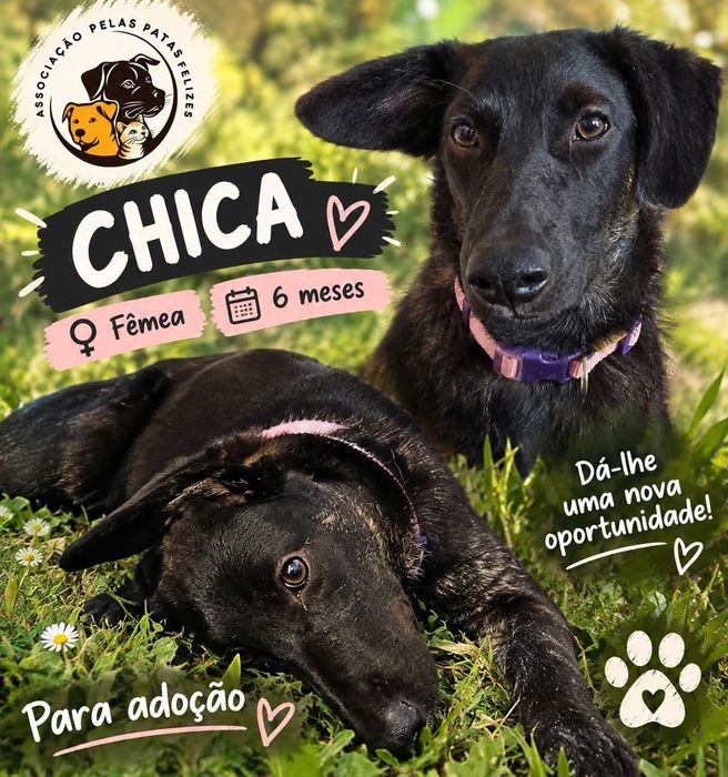 Chica para adoção responsável