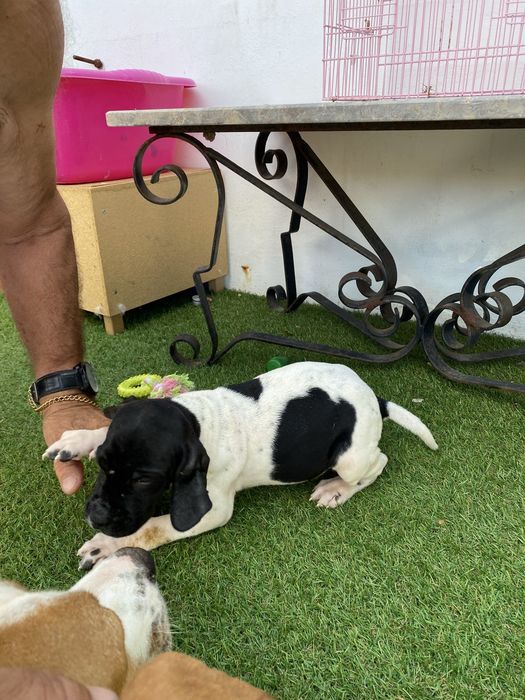 Pointer ingles tres pontinhos