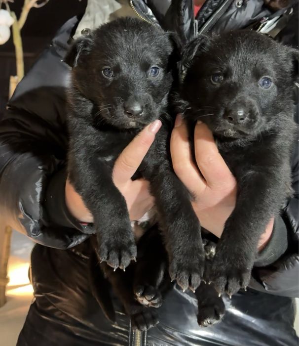 цуценя німецька вівчарка