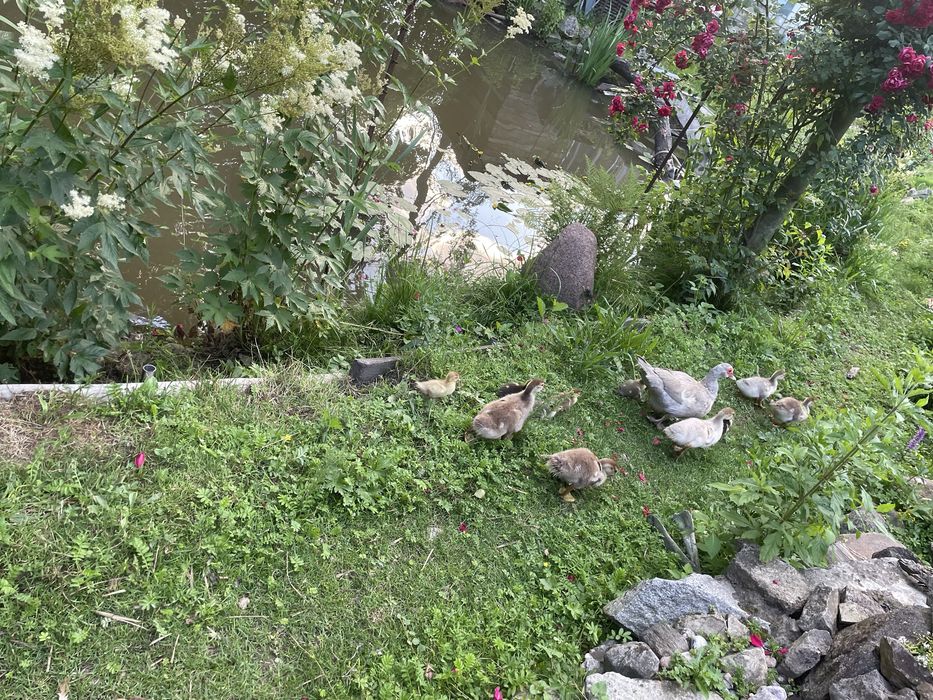 Kaczki francuskie