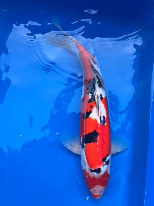 Oryginalne karpie Koi
