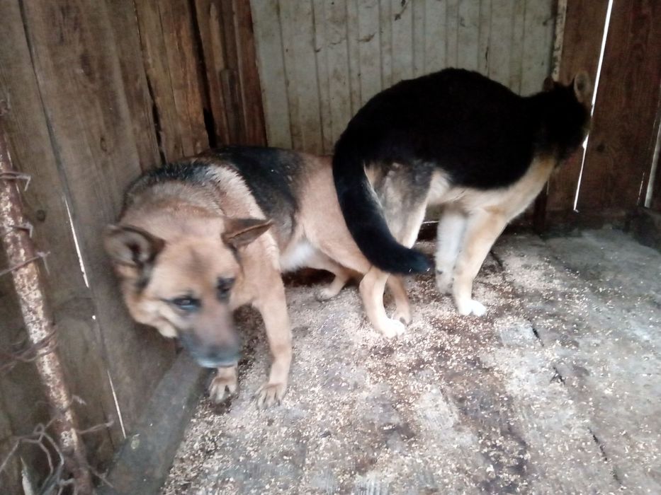 Продам вівчарки чистокровні