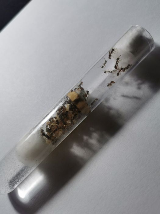Myrmica sp. 2Q+ 80w