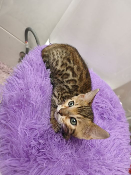 Exemplar gata bengal spotted