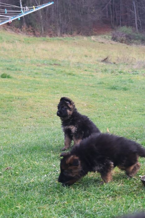 Suczka 10 tygodni Owczarka niemieckiego długowłosy  gotowa do zmiany d