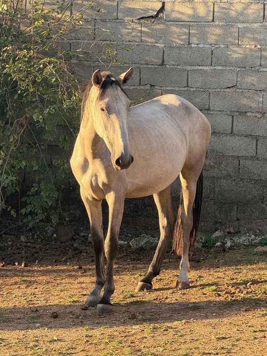 Poldra Puro Sangue Lusitano