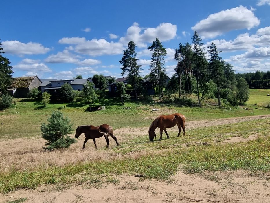 mieszkanie kaszuby, domki na Kaszubach, lasy, kulig