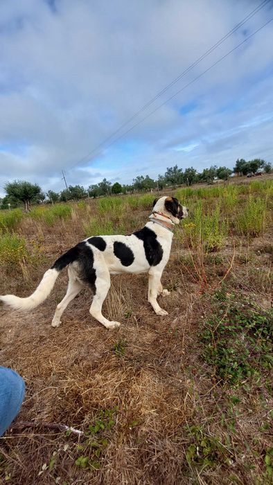 Cão de Gado Transmontano para acasalamento