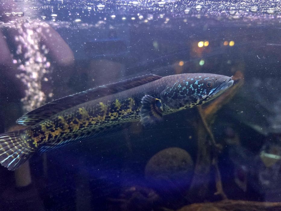 Channa aurantimaculata (Wężogłów)