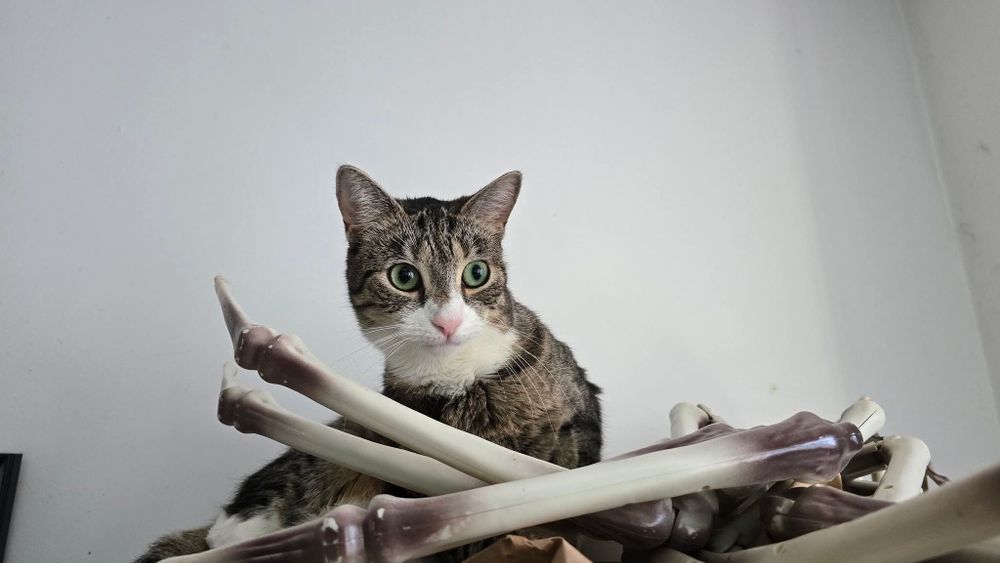 Young Leosia szuka domku na stałe!