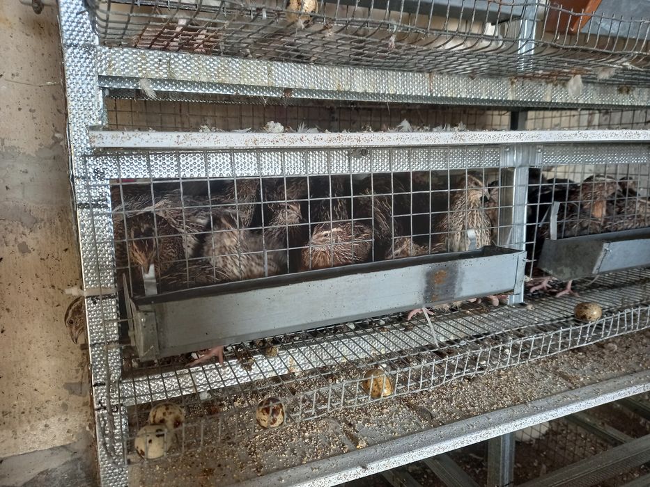 Перепел-несушка Техасець, Фараон, Фенікс