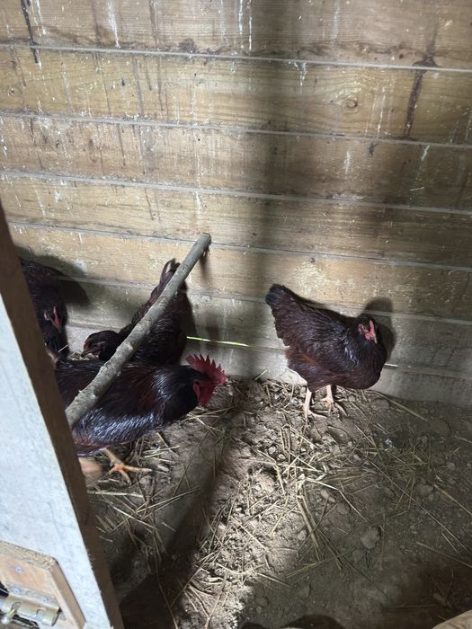 Pintos de Rhode Island Red