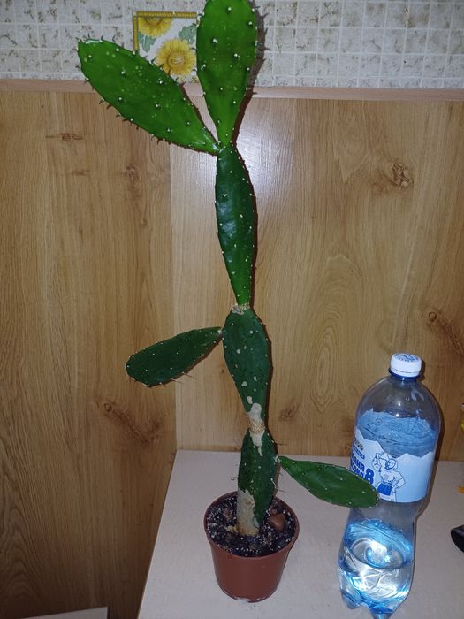 Кактус 68 см.       Віддам                  .