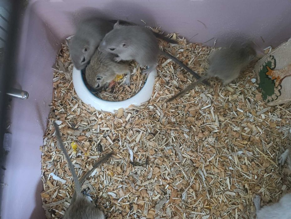 Myszoskoczki oddam w dobre ręce za darmo myszoskoczek