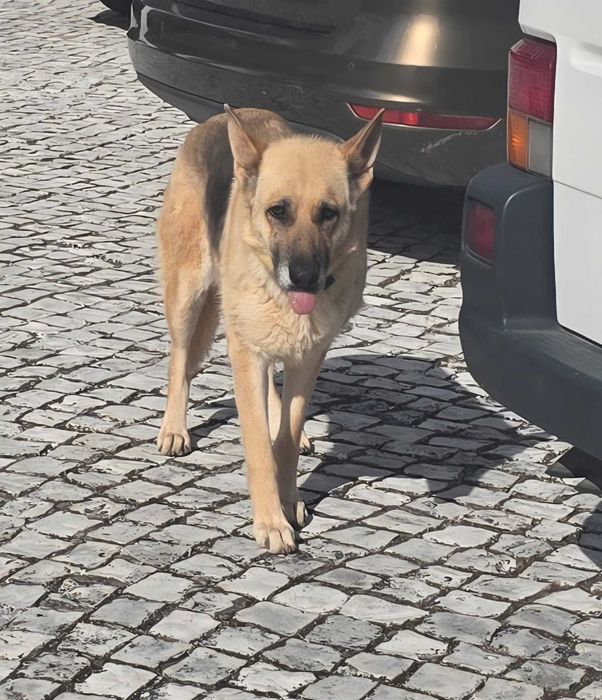 Dá-se cadela Pastor Alemão com 4 anos