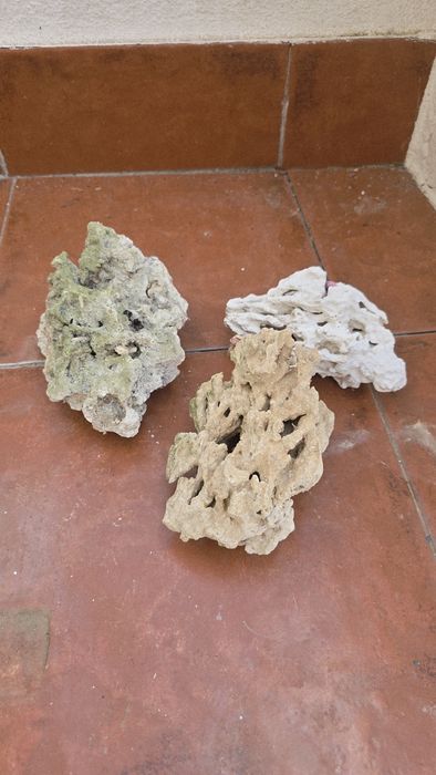 Pedras coralinas e coral morto
