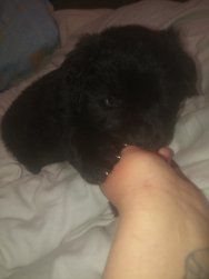 Не дорого в хорошие руки. Комочек счастья