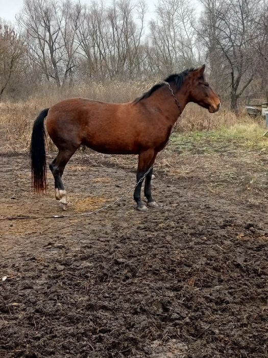 Продам кобилу вісім років молода гарна