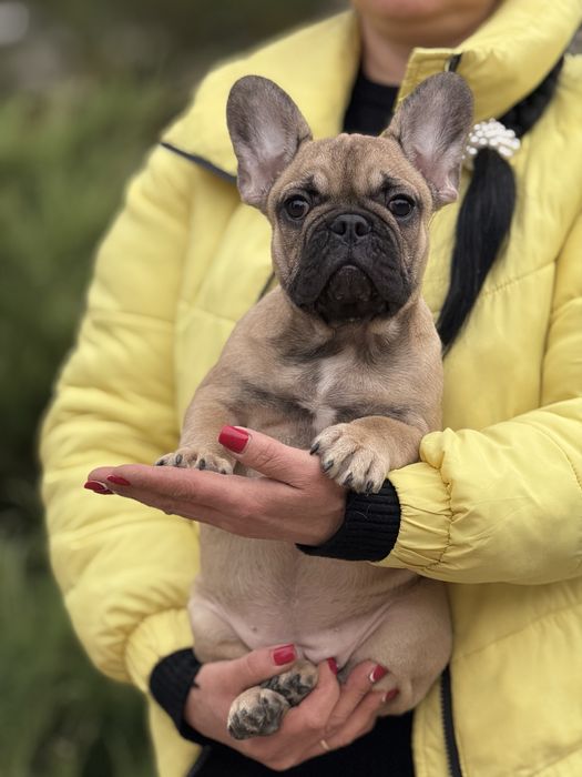 Неймовірна дівчинка з родовідом КСУ