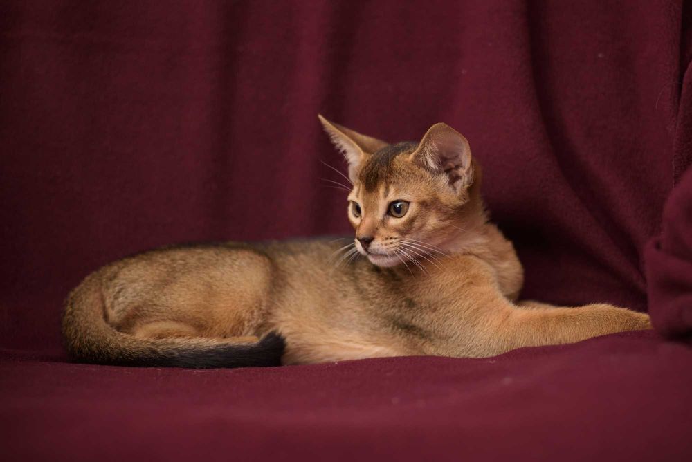 Абиссинский котенок - ваше лучшее приобретение