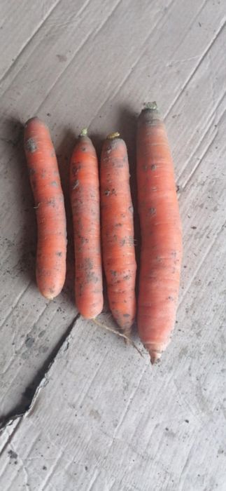 10 kilo marchew 10 kilo burak wysyłka olx