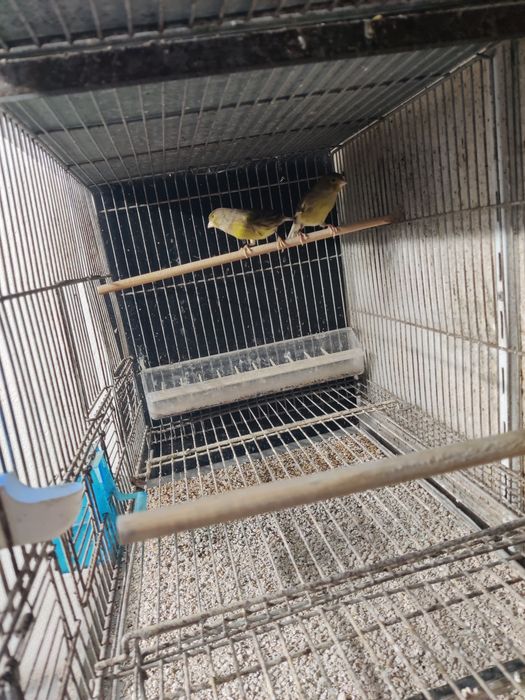 Canários timbrado espanhol