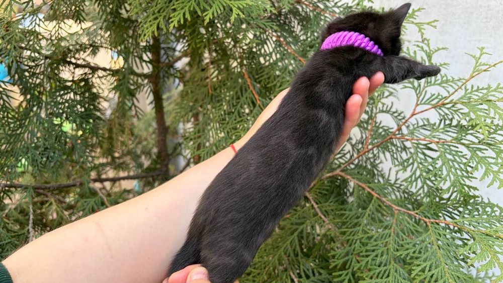 Бенгальский мальчик редкого краса melanistic. Доставка