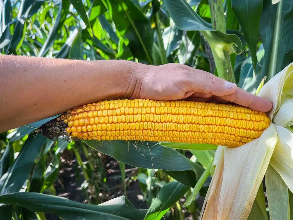 Kukurydza RGT EXXPOSITION – kiszonka, wysoka masa FAO 260 Promocja